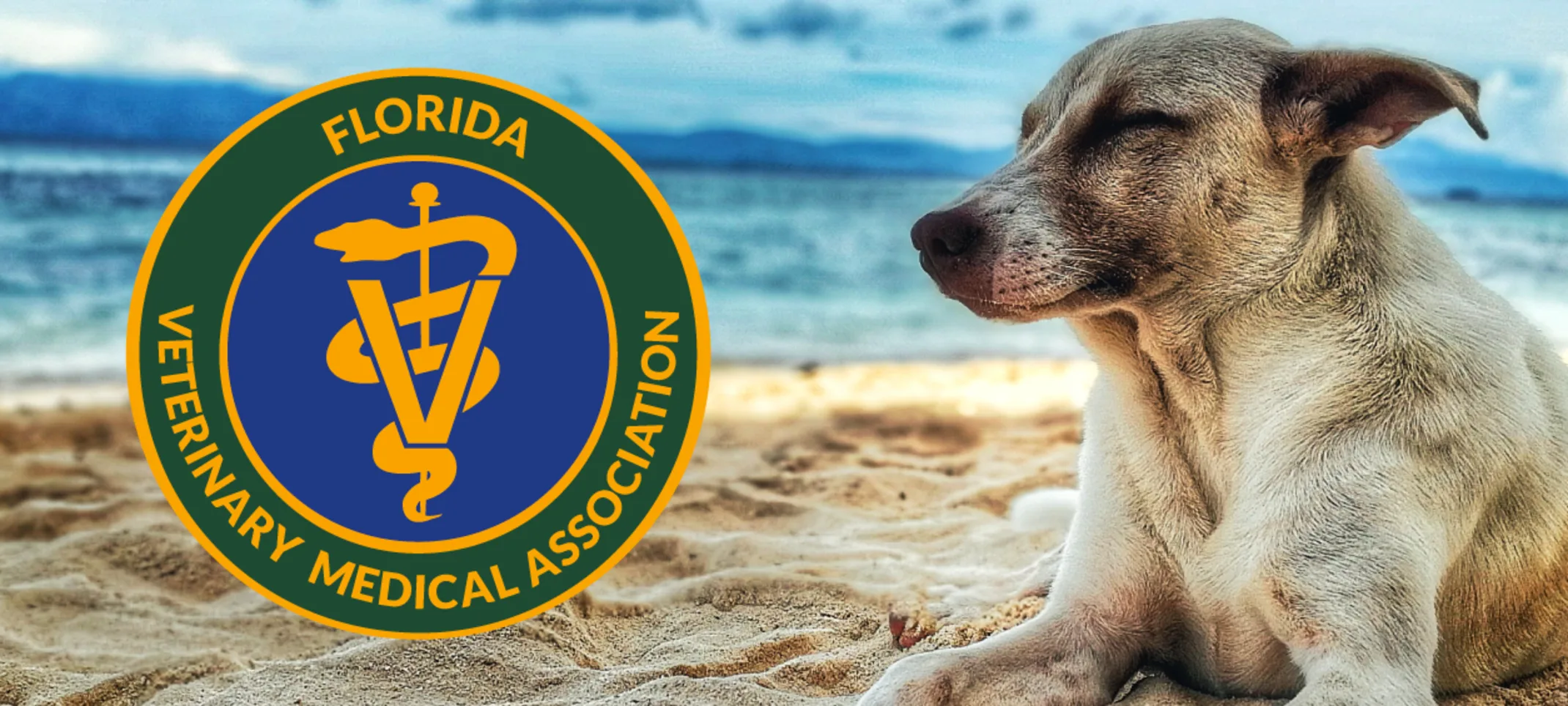 Florida Veterinary Medical Association Member Florida Veterinary Medical Association Member