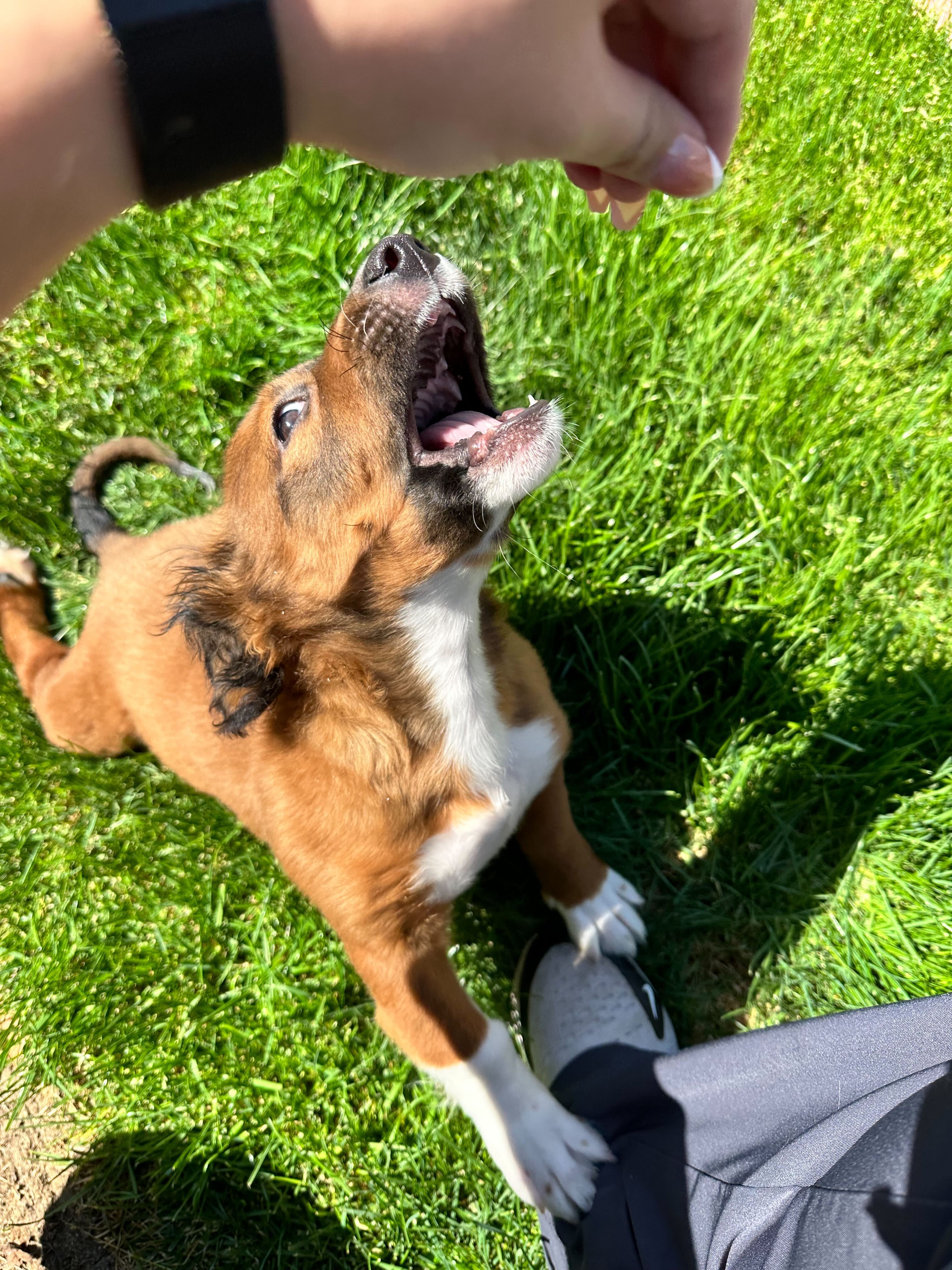 A puppy playing in grass
