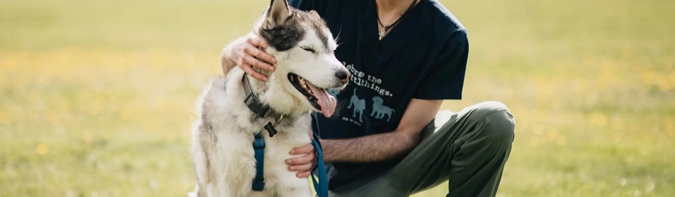 Small Chihuahua dog being held like a baby in a staff member's arms Small Chihuahua dog being held like a baby in a staff member's arms