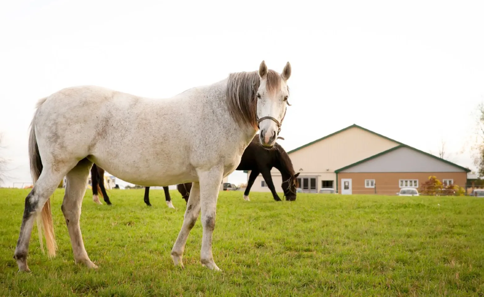 White horse standing in front of a barn in the far background White horse standing in front of a barn in the far background