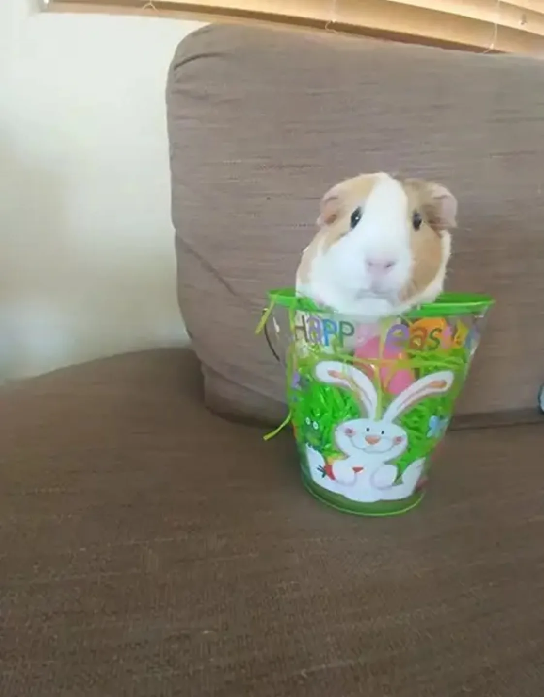 Jillybean Jillybean