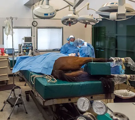 Horse on operating table Horse on operating table