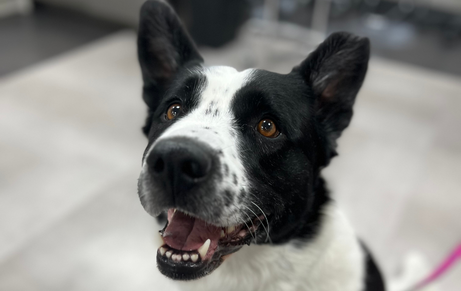Black and white dog looking up