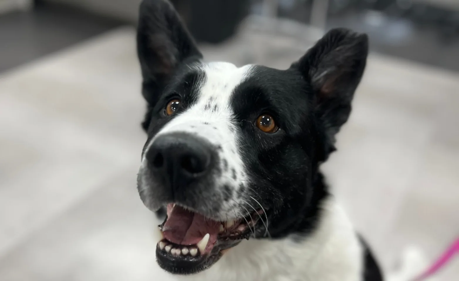 Black and white dog looking up Black and white dog looking up