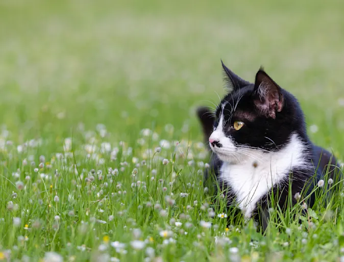 black and white cat sitting in a field black and white cat sitting in a field