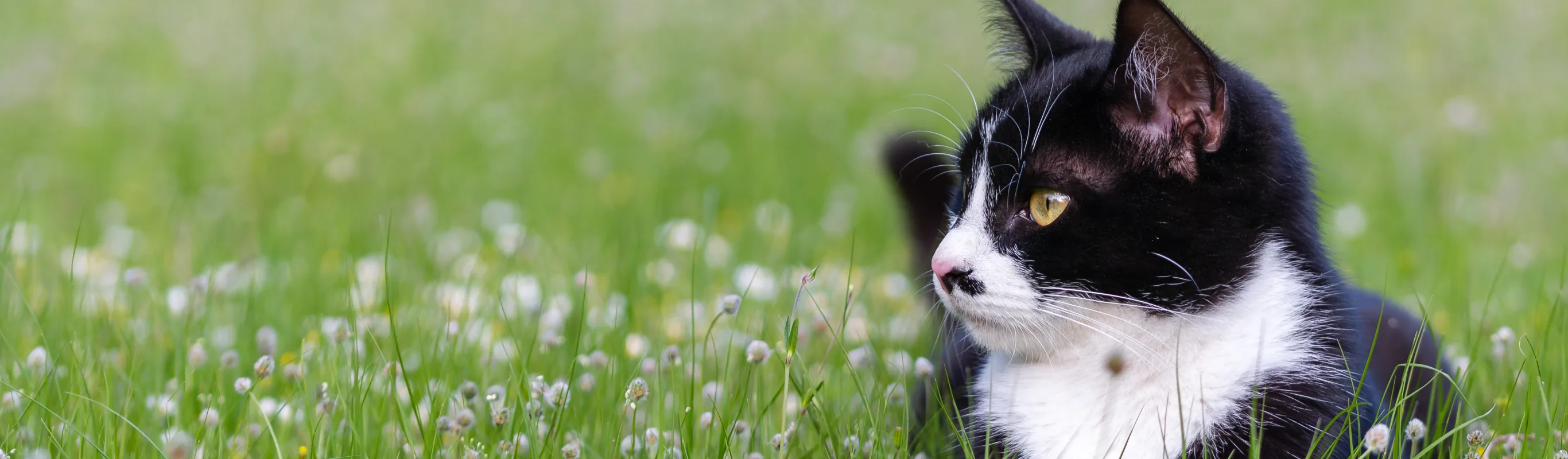 black and white cat sitting in a field