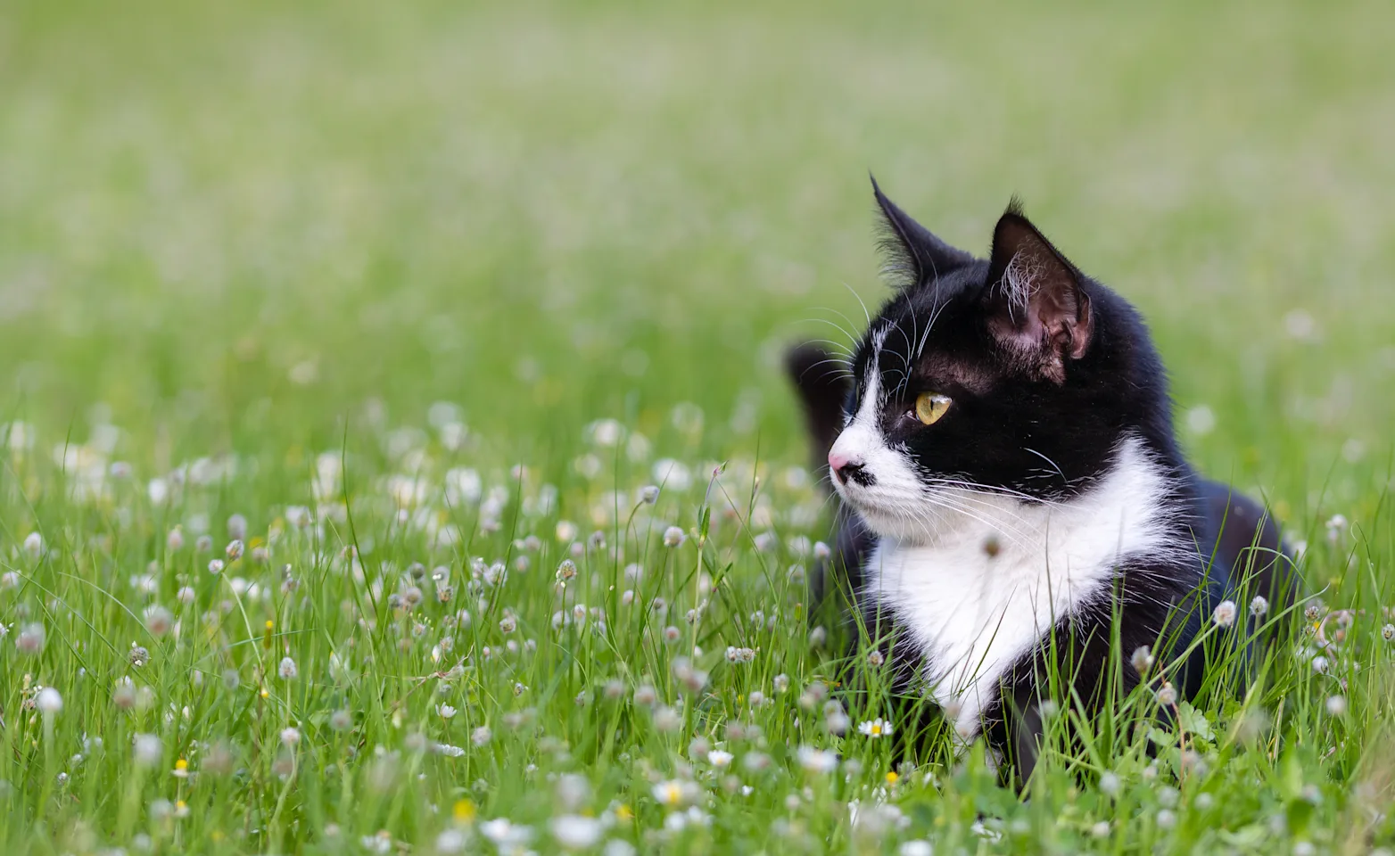 cat sitting in a field of flowers cat sitting in a field of flowers