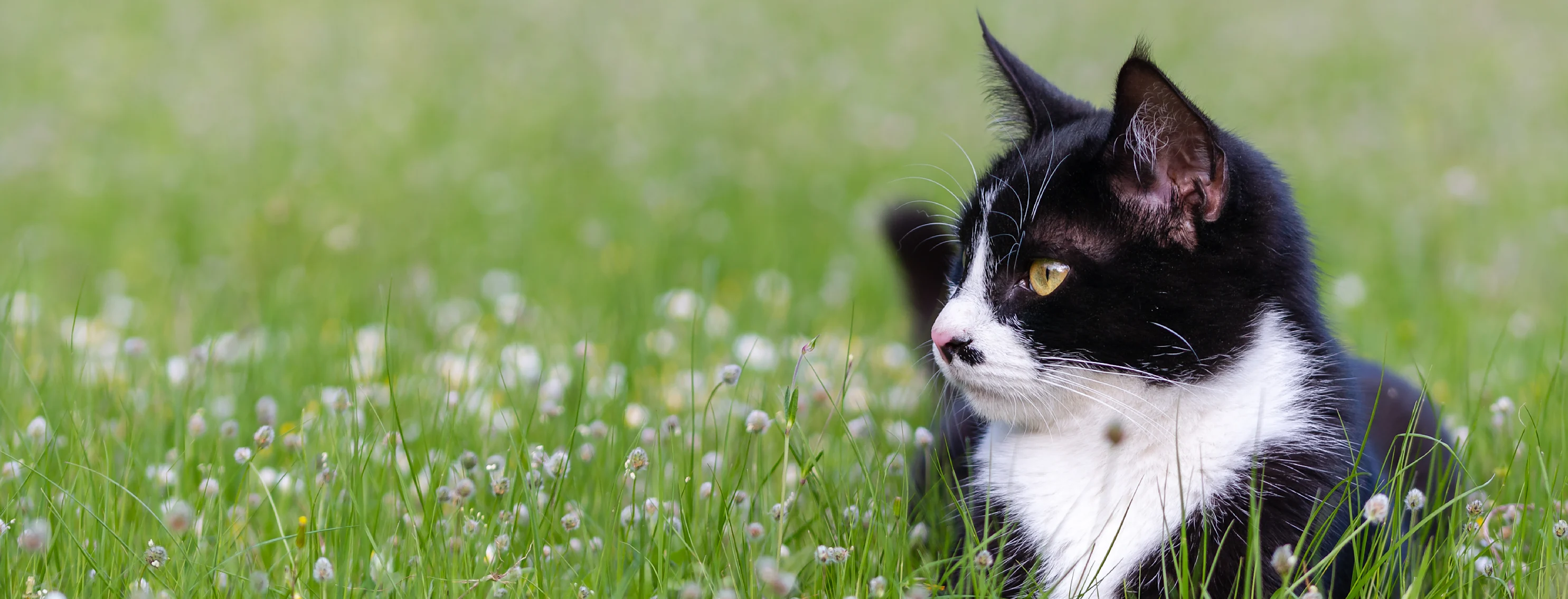 cat sitting in a field of flowers cat sitting in a field of flowers