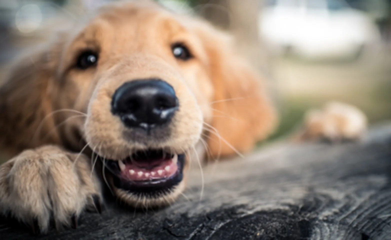 smiling dog smiling dog