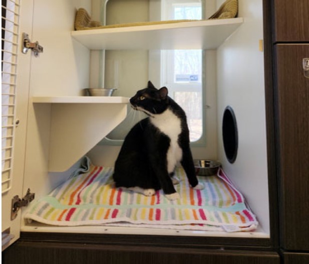 Cat sitting in a loft area with a view outside the window