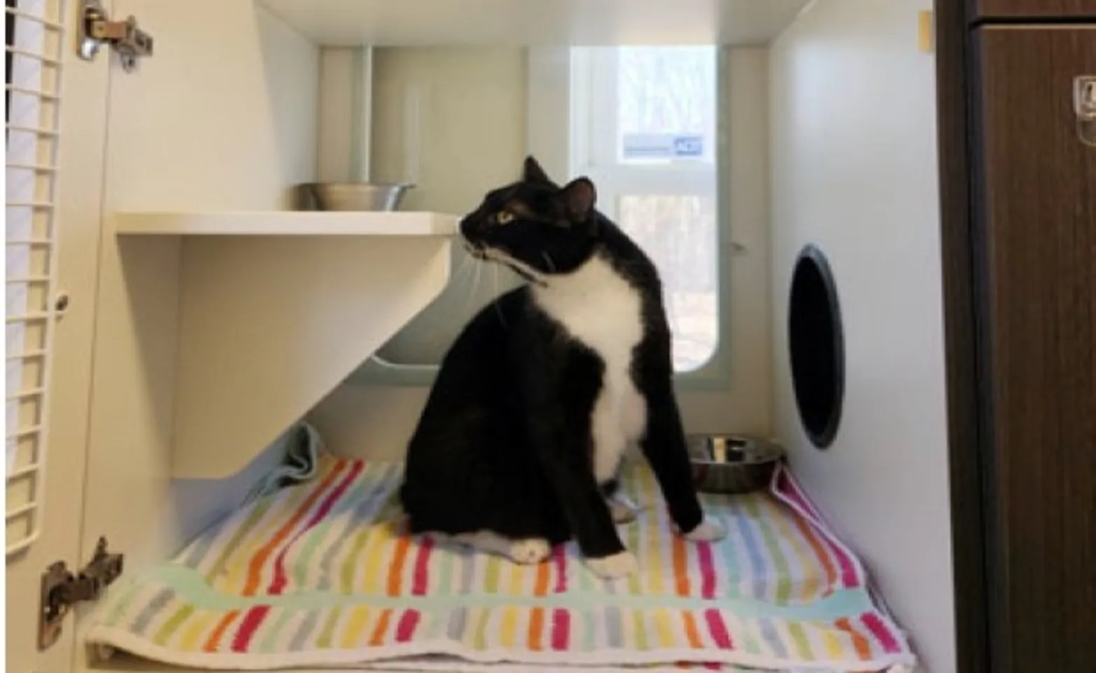 Cat sitting in a loft area with a view outside the window Cat sitting in a loft area with a view outside the window