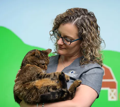 Senior Pet Care Senior Pet Care