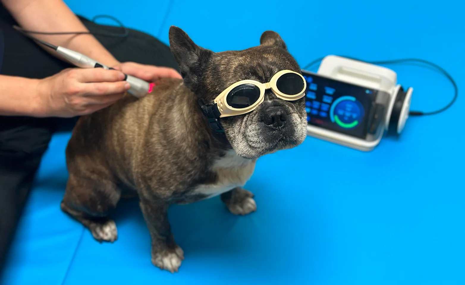 Senior dog getting laser therapy Senior dog getting laser therapy