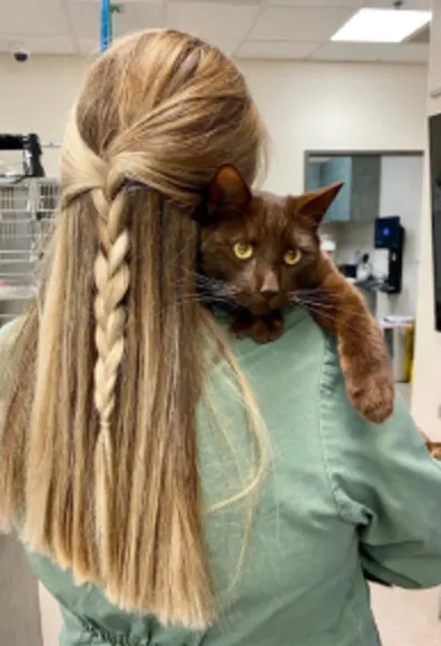 Abby Pet Hospital - DietNutrition - Cat
