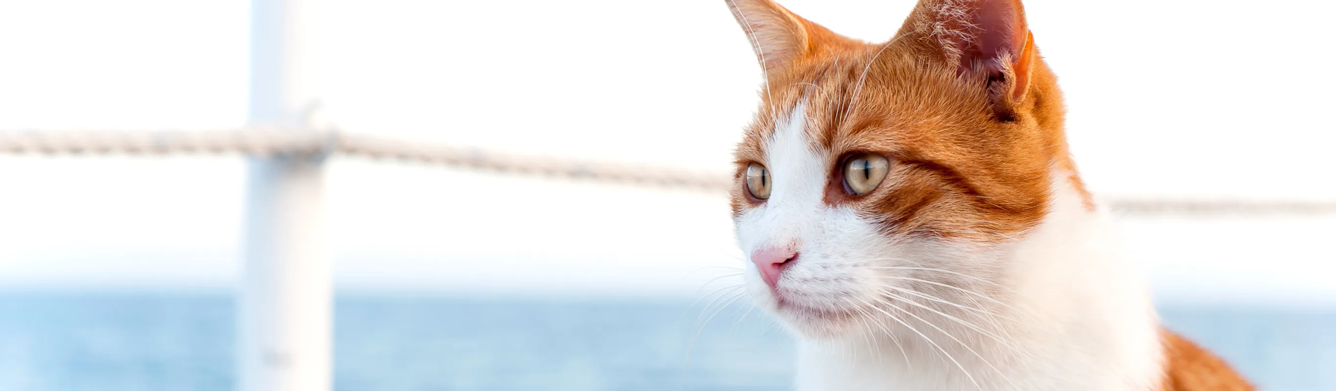 Cat sitting by the water