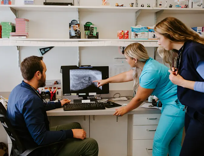 A veterinary care team from Shoreline Animal Hospital looking at a computer screen with an image of x-ray A veterinary care team from Shoreline Animal Hospital looking at a computer screen with an image of x-ray
