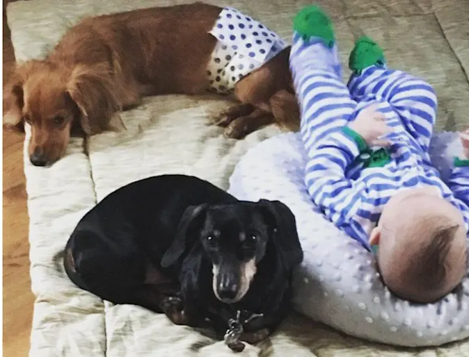 Mayhem, a small black dog, next to another small brown dog and a baby Mayhem, a small black dog, next to another small brown dog and a baby