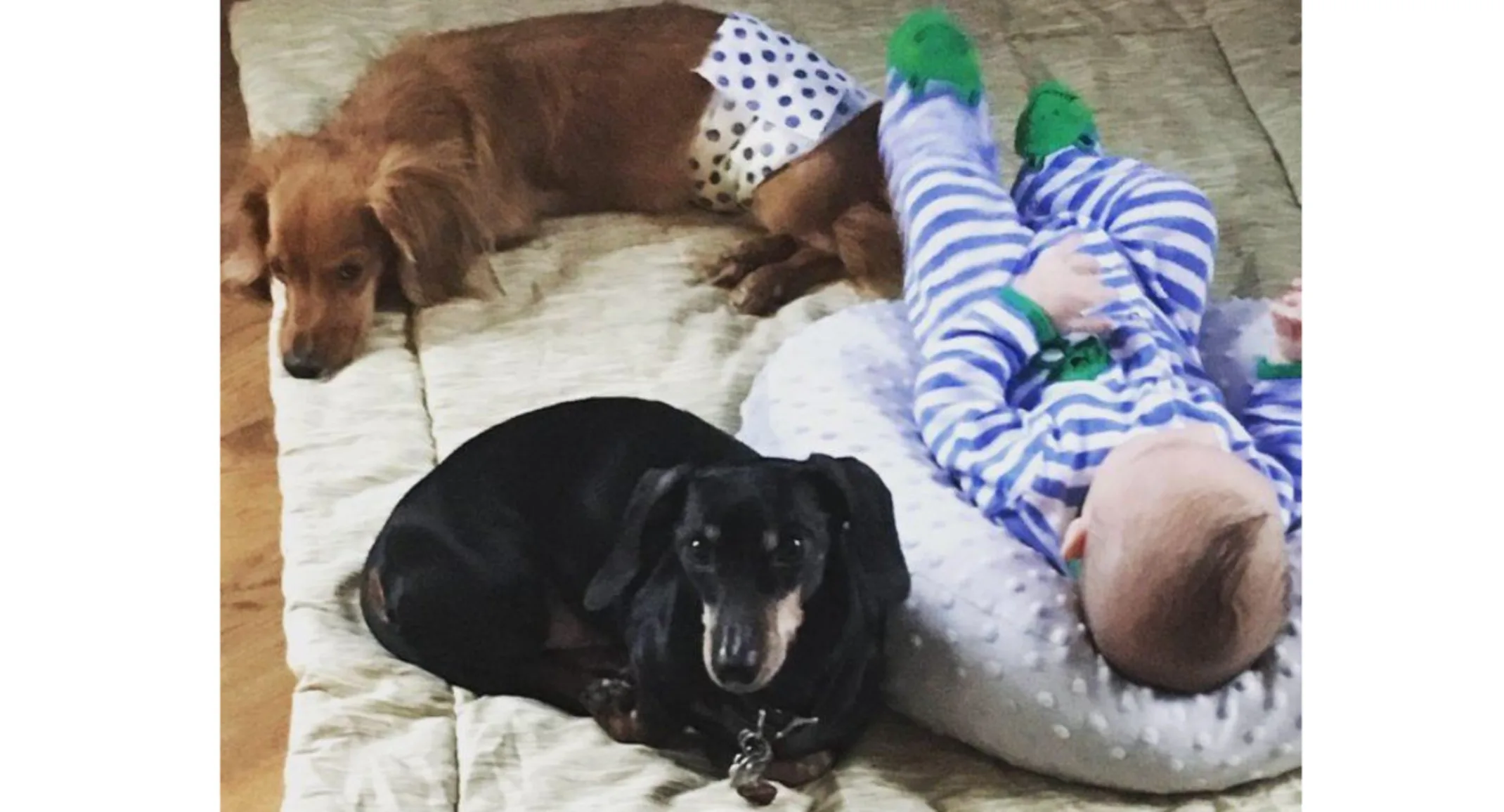 Mayhem, a small black dog, next to another small brown dog and a baby Mayhem, a small black dog, next to another small brown dog and a baby