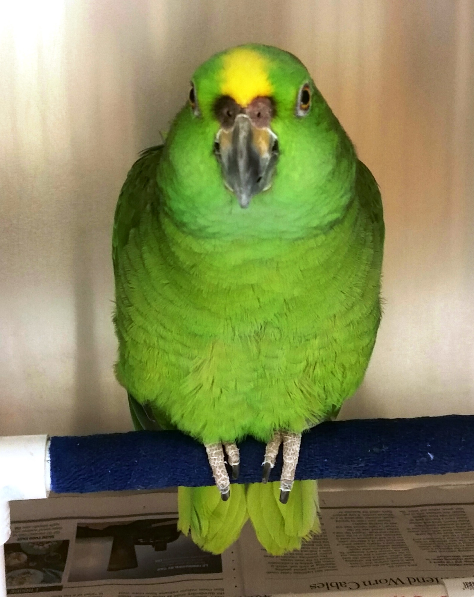 Happy and healthy green parrot.
