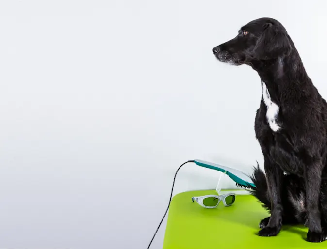 A Black Dog Waiting on a Green Exam Table A Black Dog Waiting on a Green Exam Table