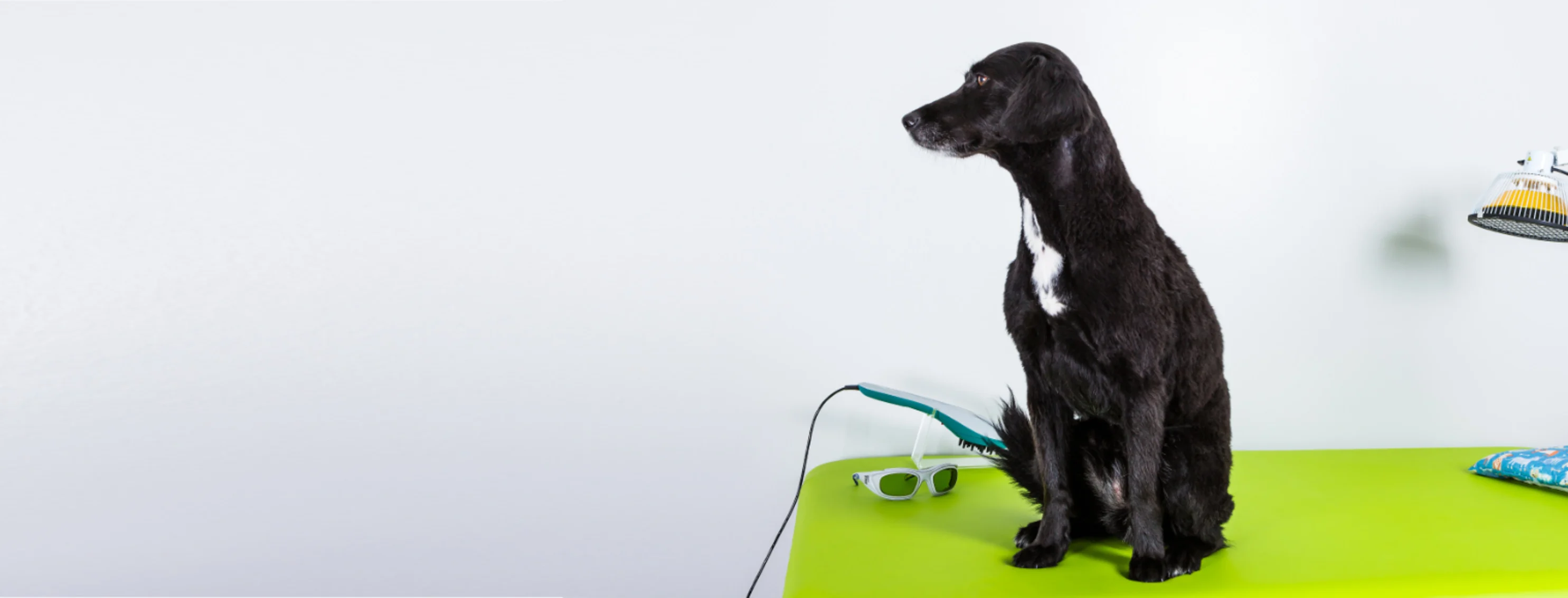 A Black Dog Waiting on a Green Exam Table