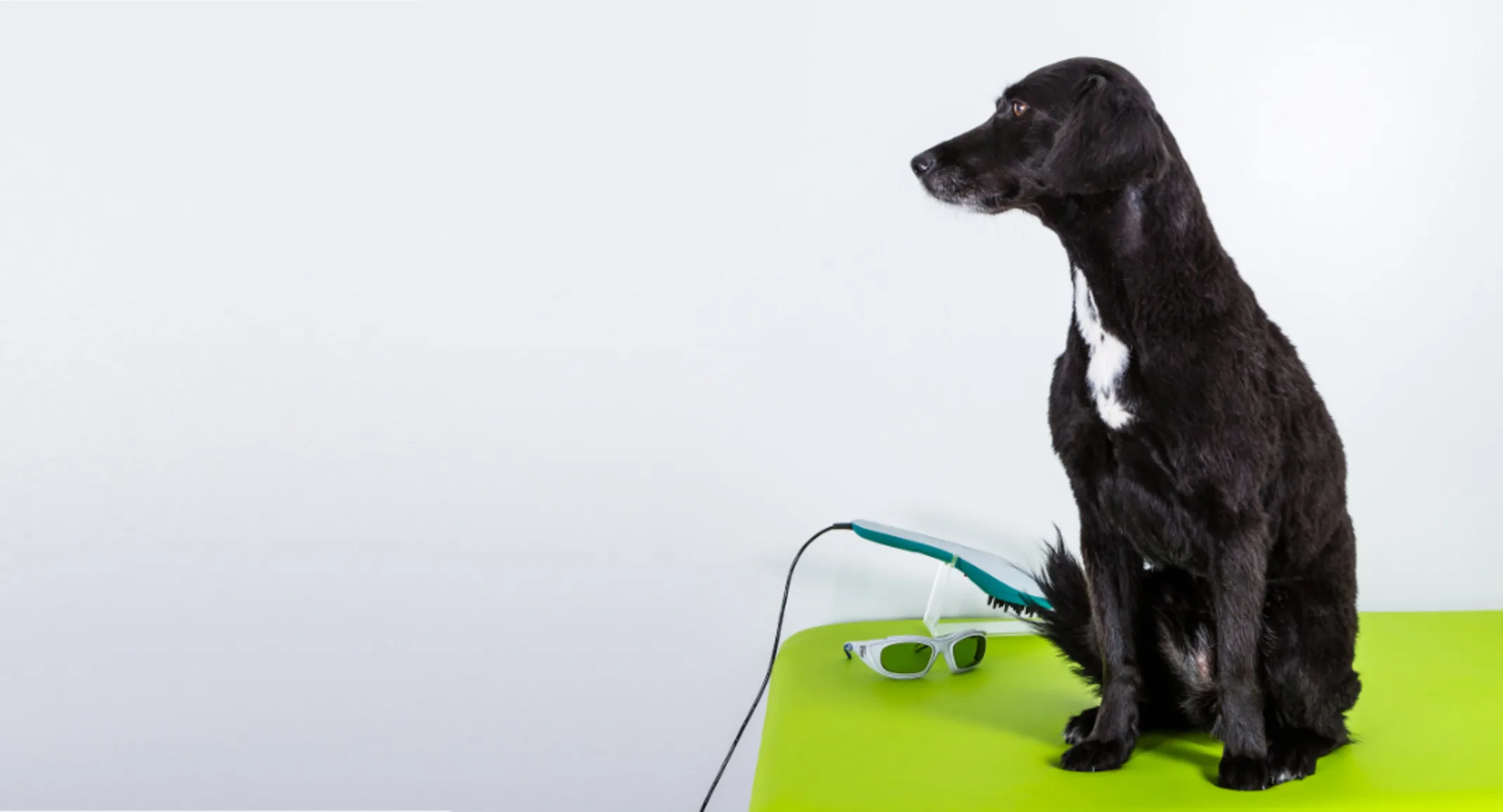 A Black Dog Waiting on a Green Exam Table A Black Dog Waiting on a Green Exam Table