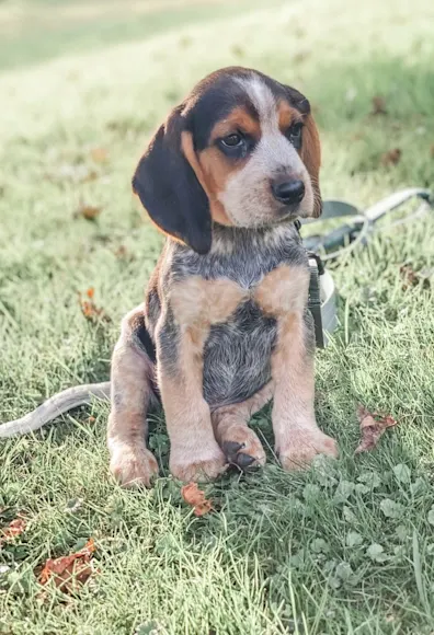 Sitting puppy Sitting puppy