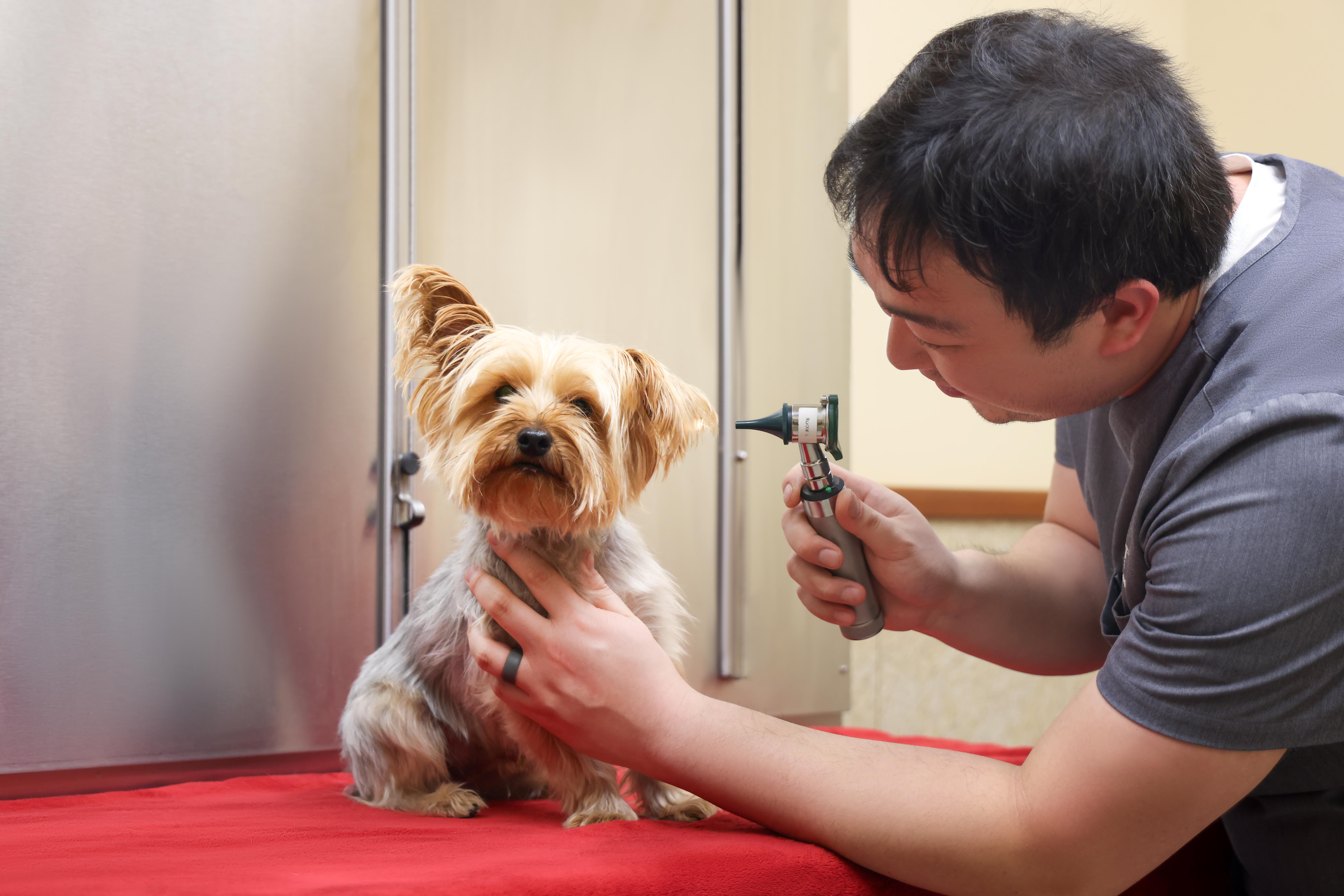 Yorkie being examined by doctor