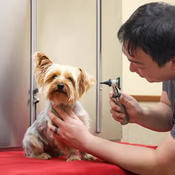 Yorkie being examined by doctor Yorkie being examined by doctor