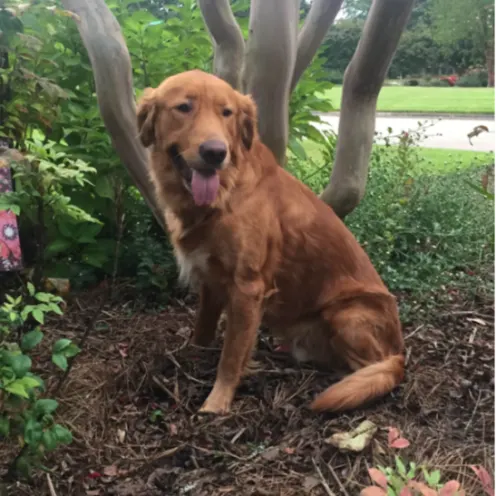 Brown dog sitting outside in the dirt in front of a tree and bushes