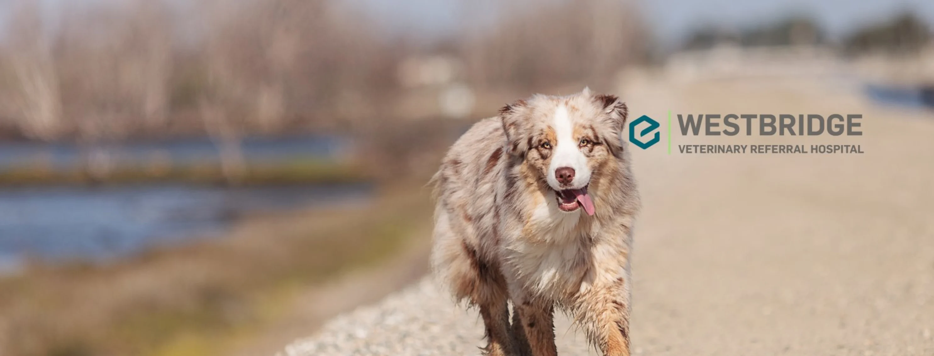 Cape Cod Dog Cape Cod Dog