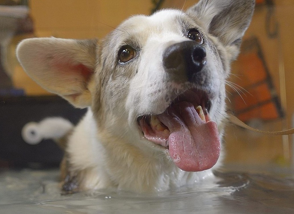 Corgi treading in water on an underwater treadmill.
