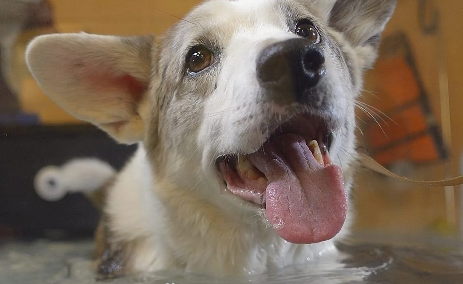 Corgi treading in water on an underwater treadmill. Corgi treading in water on an underwater treadmill.