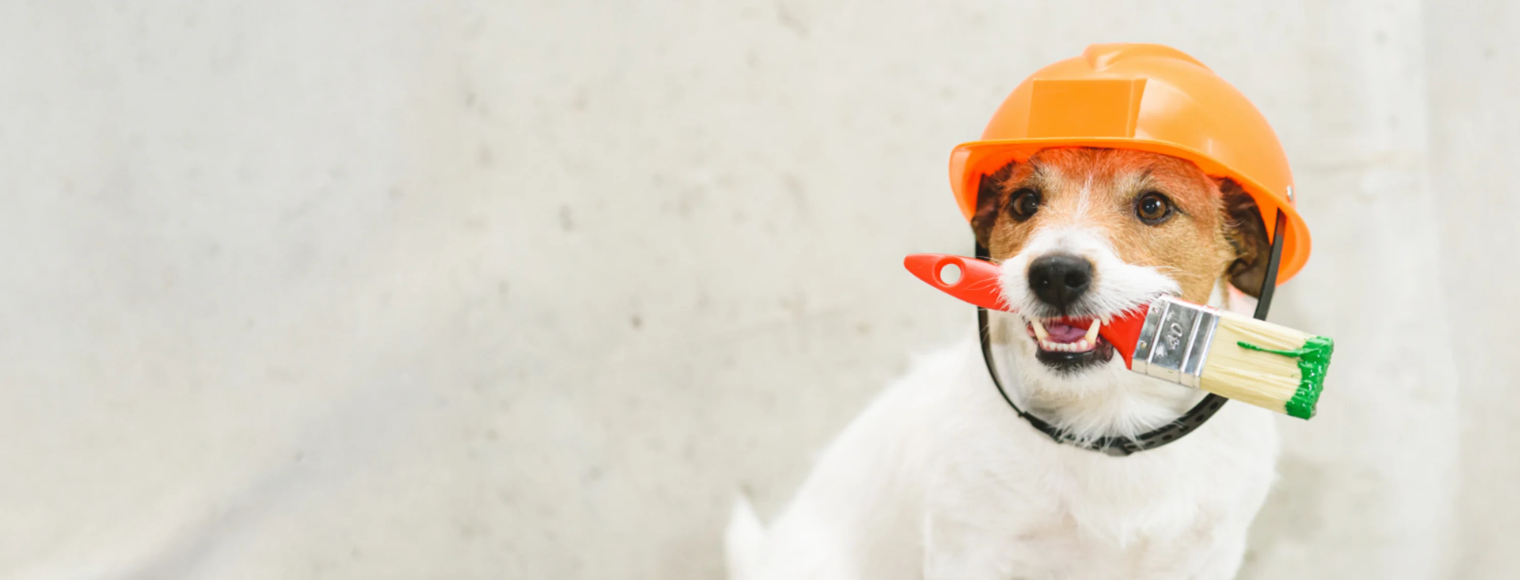 Dog Wearing a Hard Hat & Biting a Paint Brush Dog Wearing a Hard Hat & Biting a Paint Brush