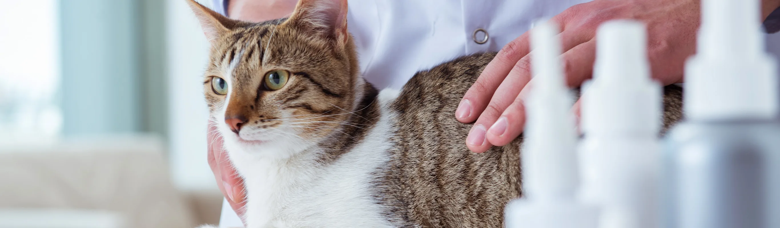 Staff holding cat with bottles nearby Staff holding cat with bottles nearby
