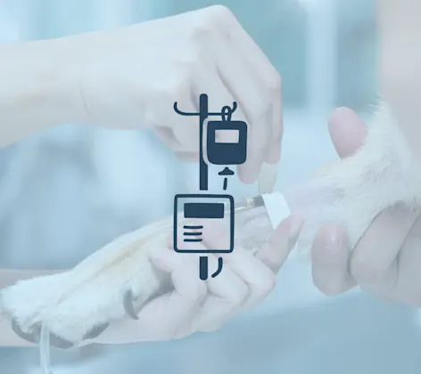 Doctor administering anesthesia Doctor administering anesthesia