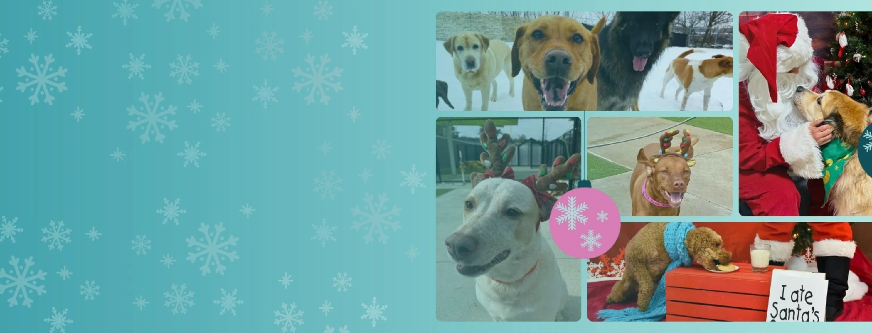 Christmas at Pet Resorts Christmas at Pet Resorts