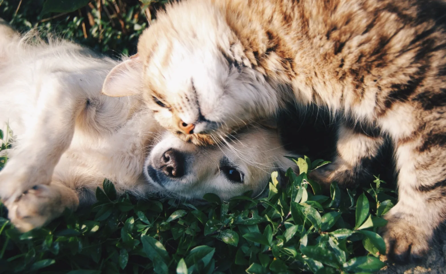 Dog & Cat cuddling in grass Dog & Cat cuddling in grass