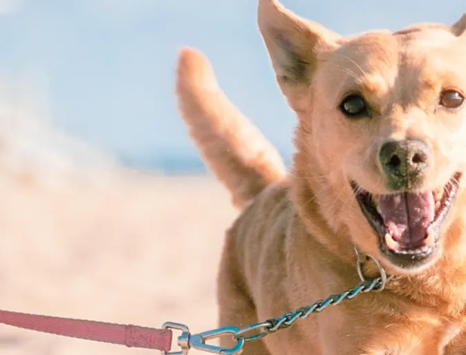 DOG RUNNING AT BEACH 