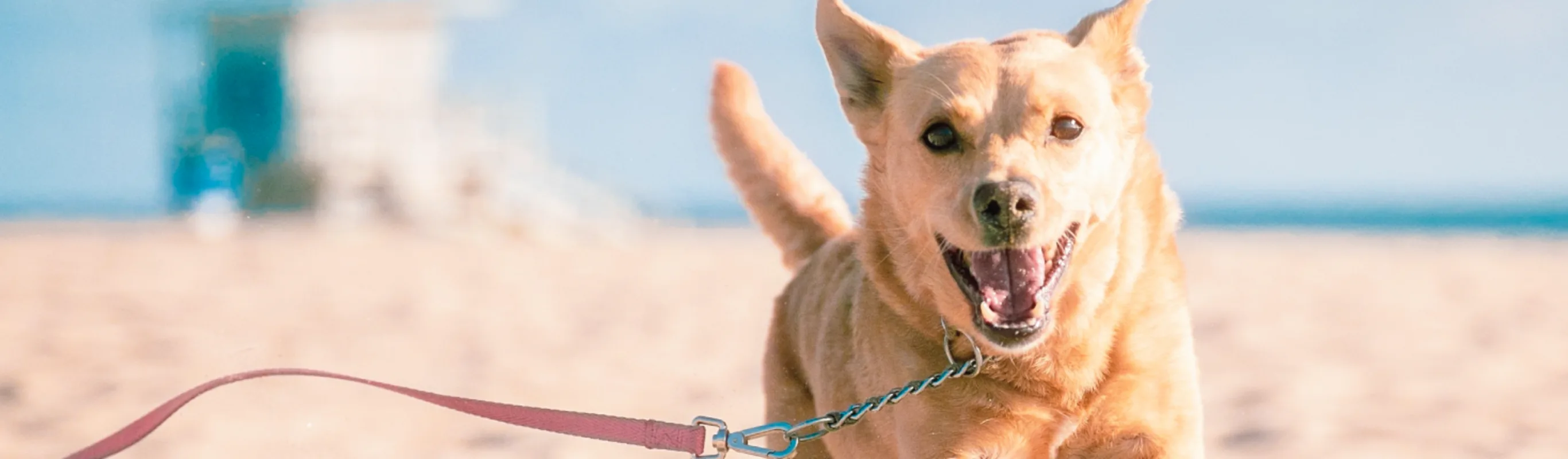 DOG RUNNING AT BEACH 