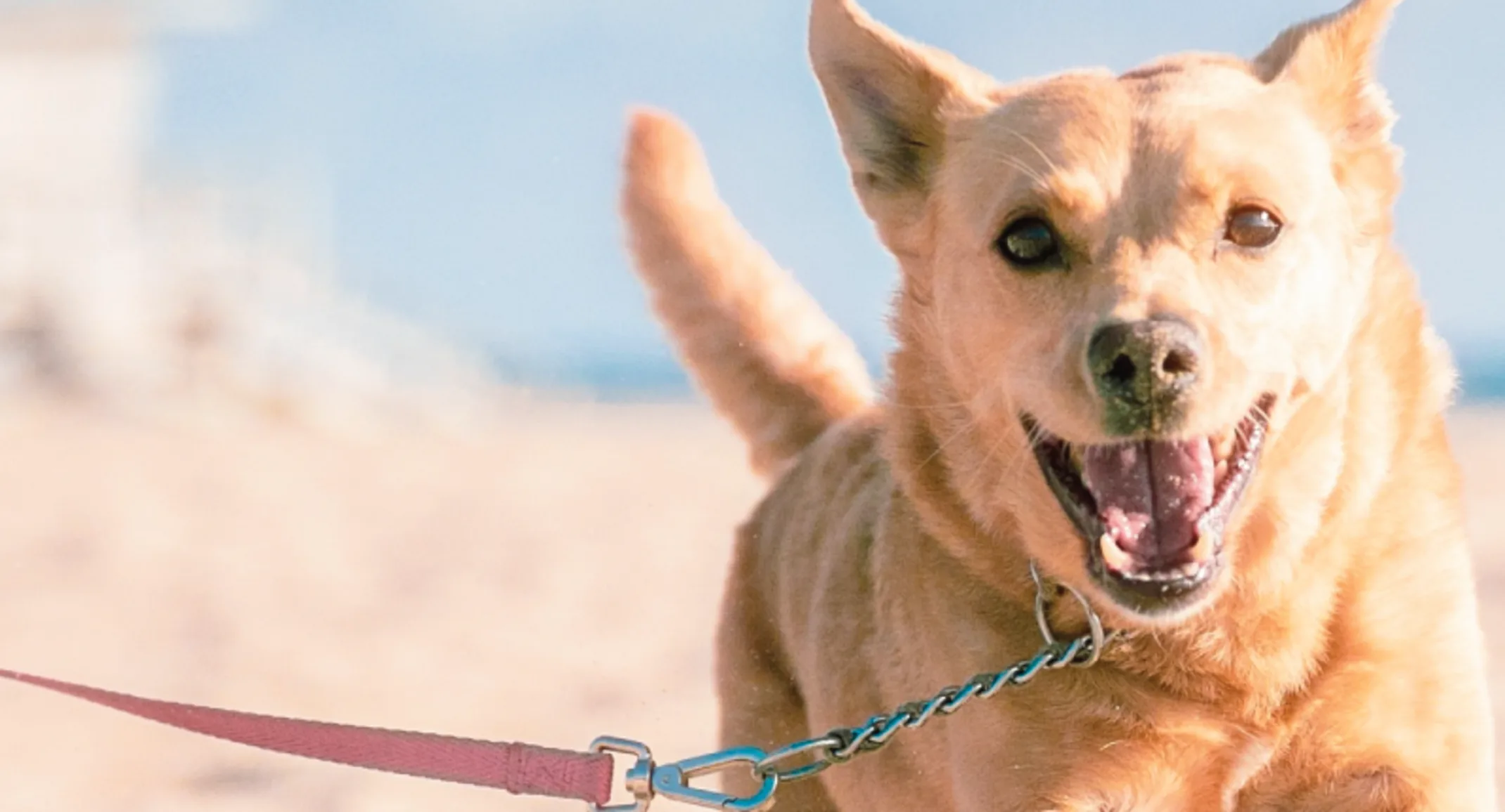 DOG RUNNING AT BEACH DOG RUNNING AT BEACH