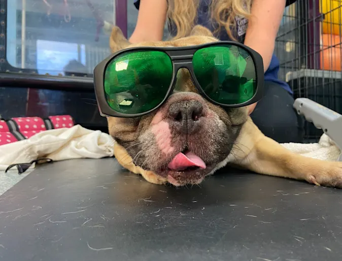 Dog smiling with laser therapy goggles Dog smiling with laser therapy goggles