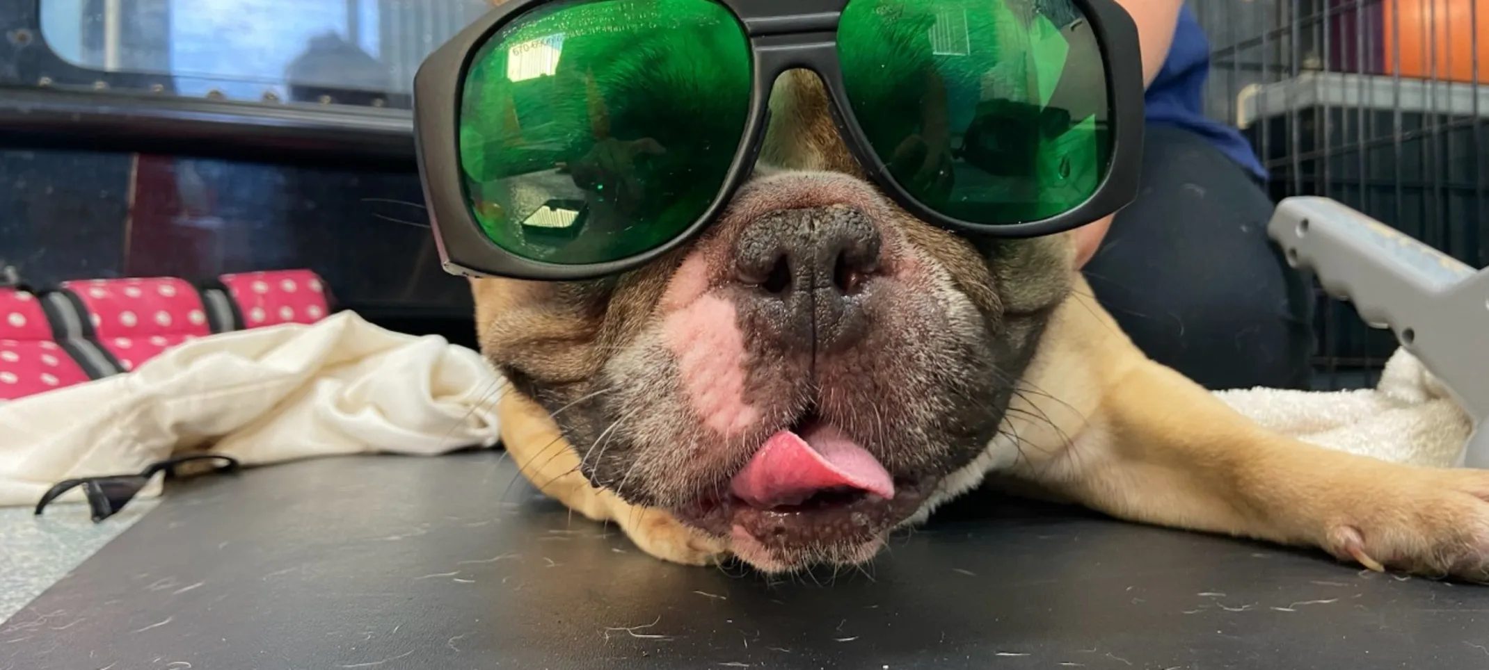 Dog smiling with laser therapy goggles Dog smiling with laser therapy goggles