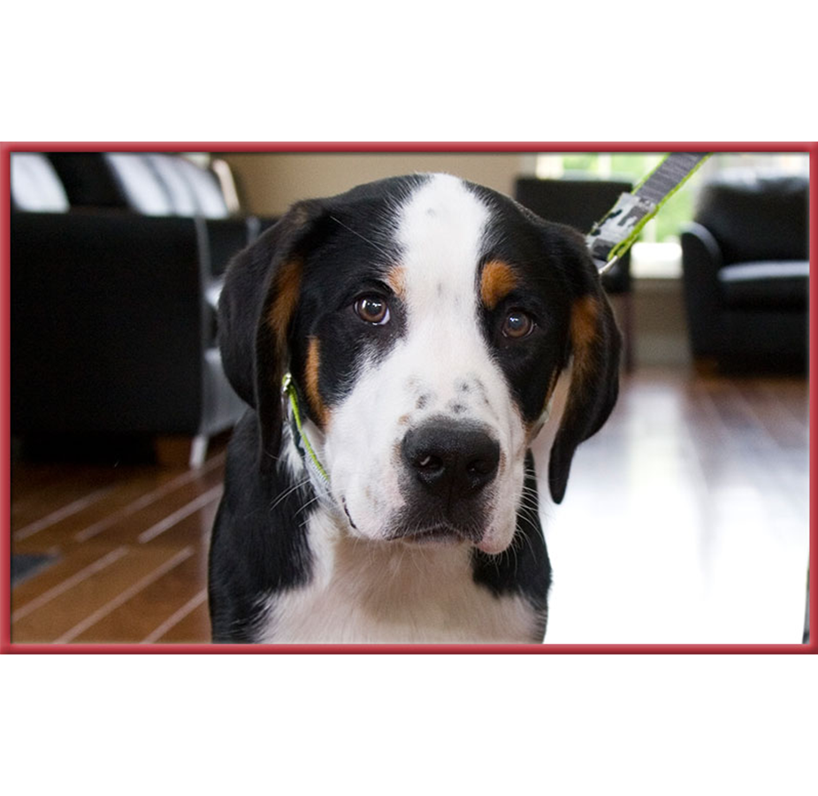 Black and White Dog at Stoney Brook Veterinary Hospital