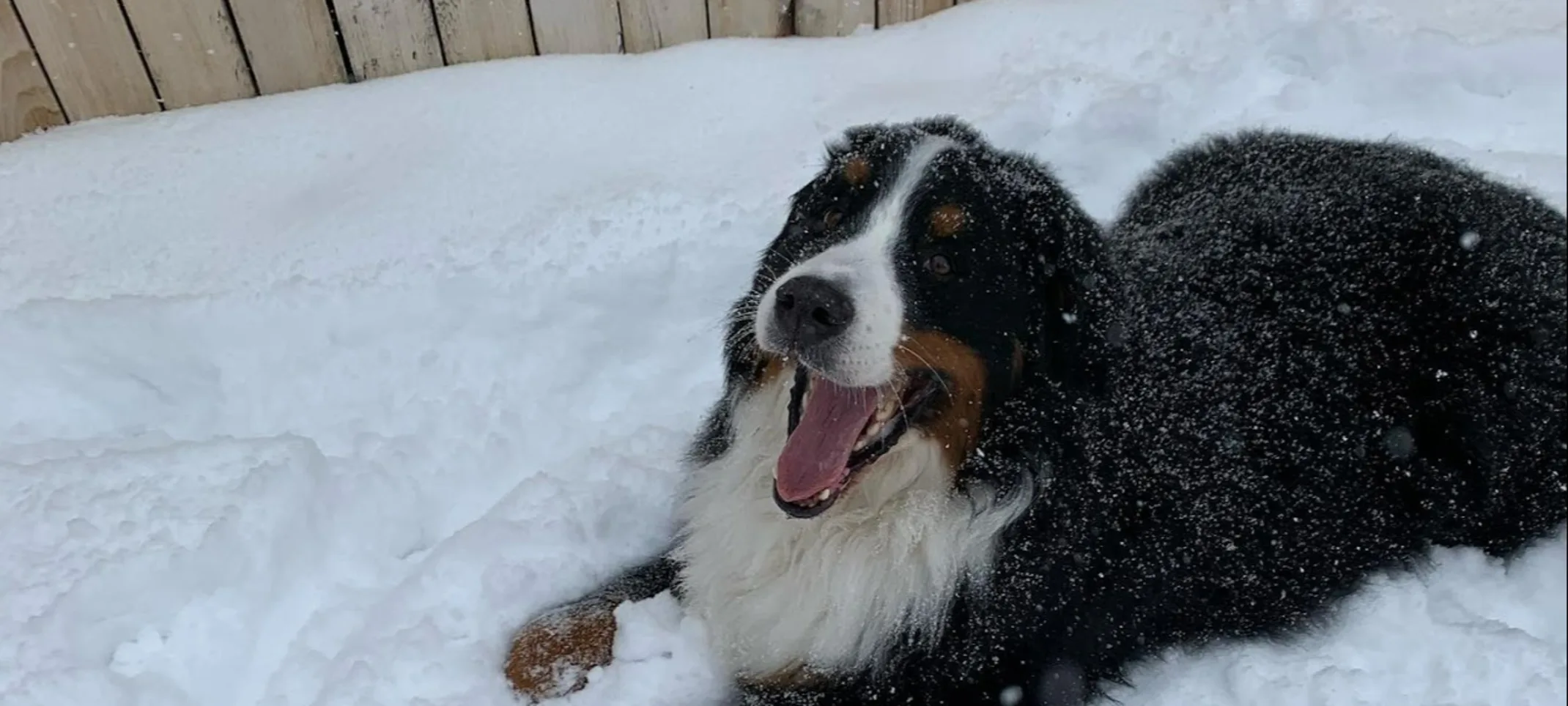 Dog Laying in Snow Dog Laying in Snow