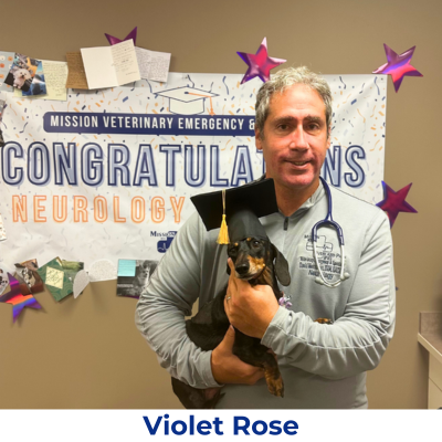 Violet Rose the dog wearing graduate cap