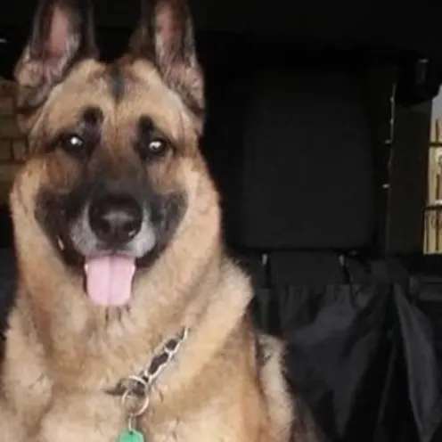 Saber Dorsett Saber Dorsett