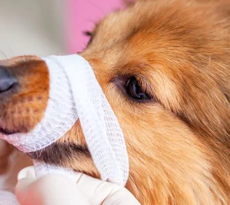 Dog Bandage Emergency Medic Dog Bandage Emergency Medic