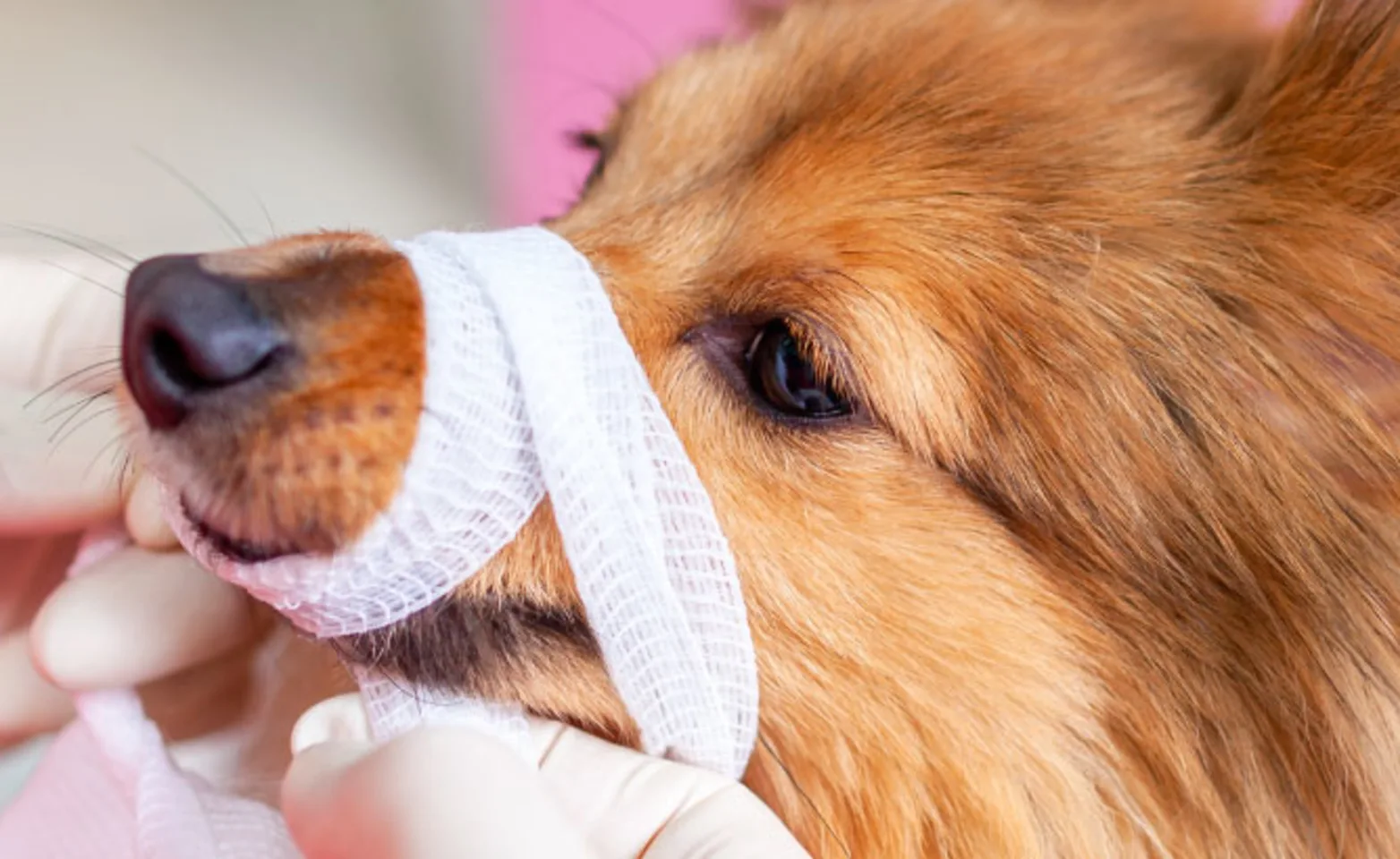 Dog Bandage Emergency Medic Dog Bandage Emergency Medic