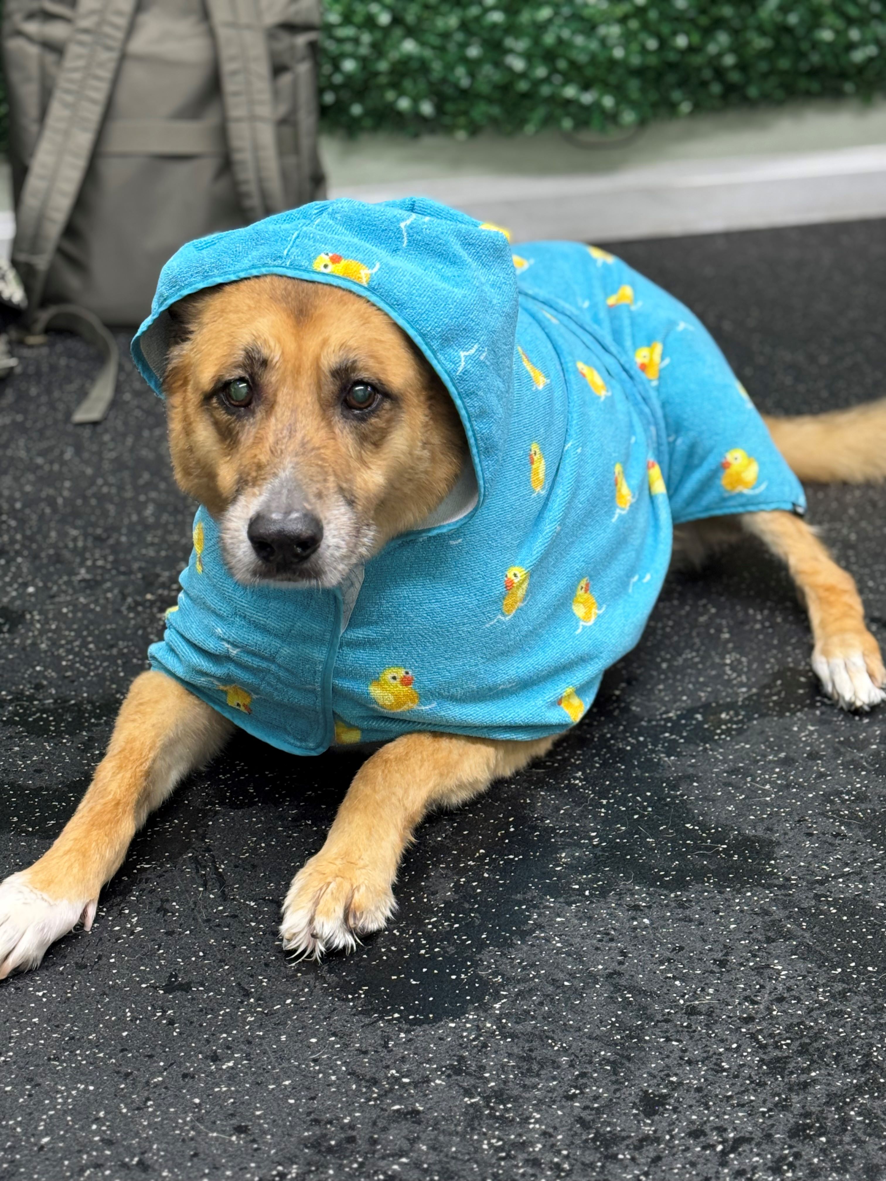 Dog Wearing a Rubber Duck Bath Towel